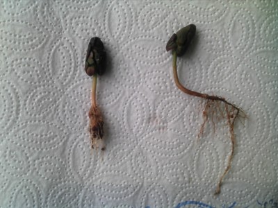 Bohnen mit Wurzeln.jpg