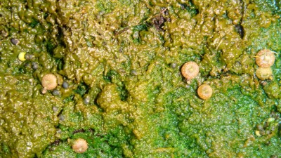 Samen Seeigel Katus.JPG