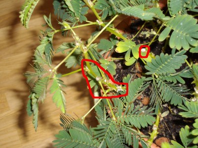 MimoseTest2.JPG