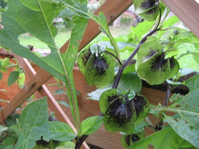 Neues Haus 4 021.jpg