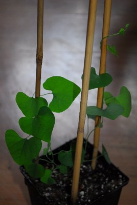 Aristolochia 021yy.jpg