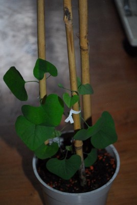 Aristolochia 023yy.jpg