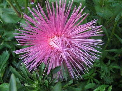 Strahlenaster.JPG