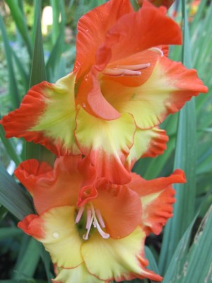 Gladiole.JPG