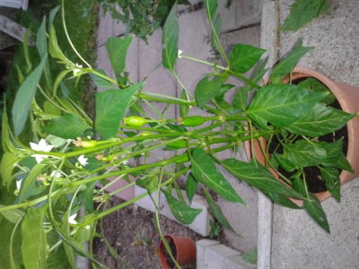 2013-08-20 20.12.39.jpg
