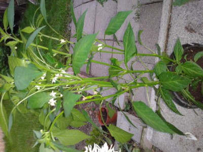 2013-08-20 20.13.15.jpg