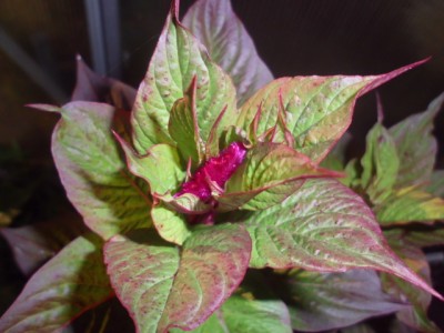DSCI0255.JPG
