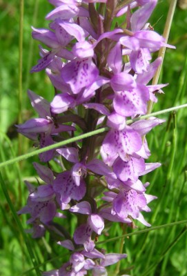 juni08 093.jpg