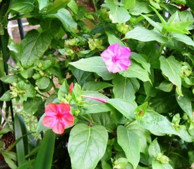 Mirabilis rot und pink.JPG