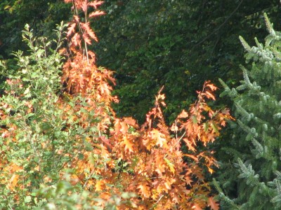 IMG_0021.JPG