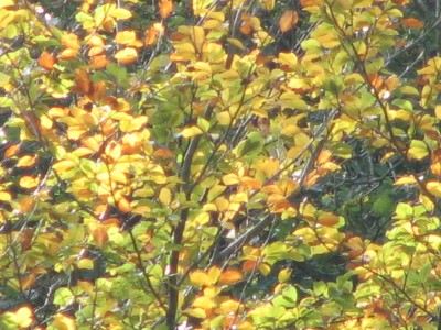 IMG_0018.JPG