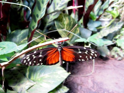 sommer-007.jpg
