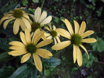 DSCI0959.JPG