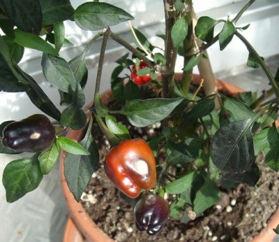 Chili, Versuch 2.JPG