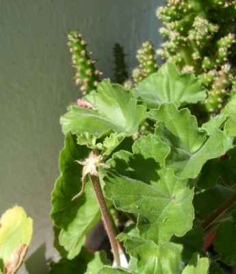 Pelargonium1.JPG