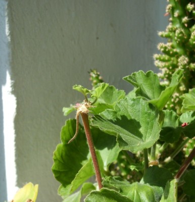Pelargonium.JPG