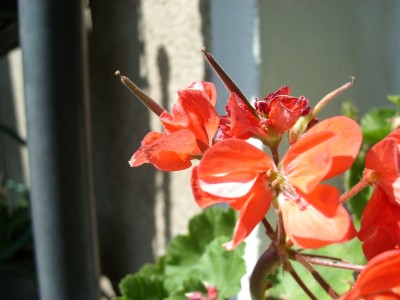P. Tina Vernon .JPG