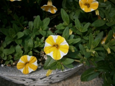 P7140468 (640x480).jpg