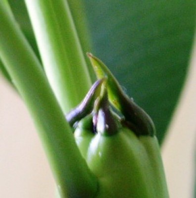 PICT0538.JPG