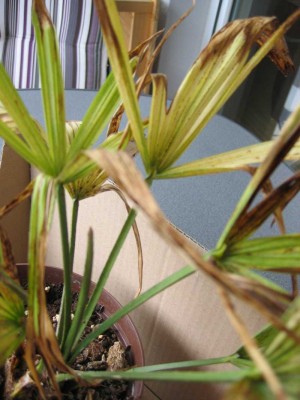Palme11.jpg