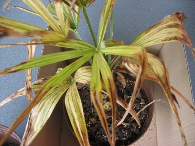 Palme10.jpg