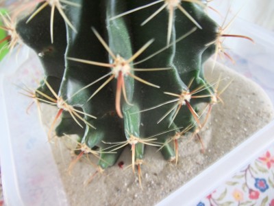 DSCF6964.JPG