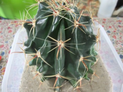 DSCF6960.JPG