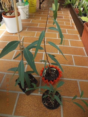 Eukalyptus 002 Kopie.jpg