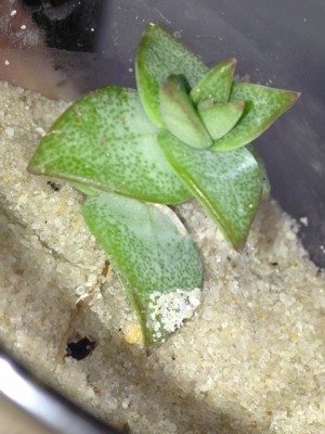 Crassula rupestris.jpg