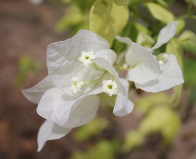 weiße Bougainvillea.jpg