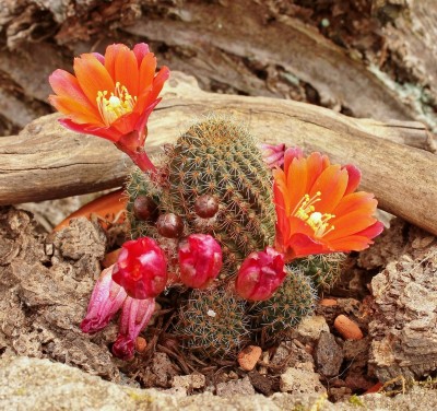 Rebutia vulpina 2012-118 (1).jpg