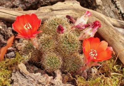 Rebutia ritteri 2012-116 (2).jpg