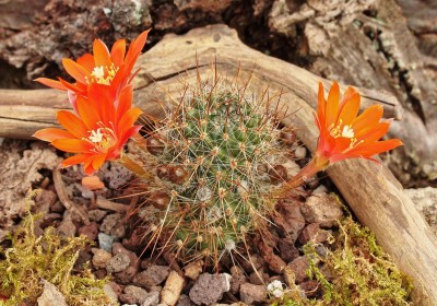 Rebutia leucanthema 2012-117 (1).jpg