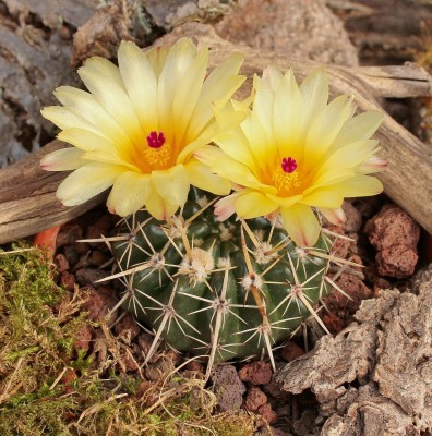 Parodia 2006-4 (3).jpg