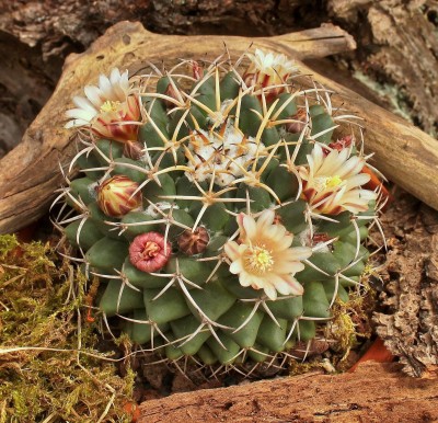 Mammillaria magnimamma 2010-293 (3).jpg