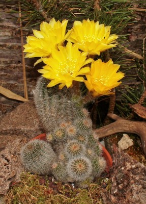 Echinopsis aurea 2010-301 (3).jpg