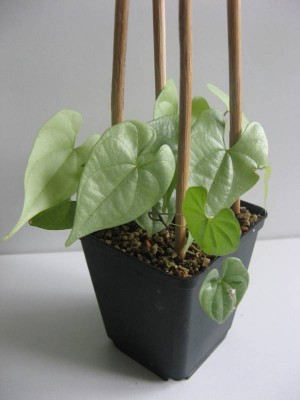 Dioscorea mexicana_130820_02.JPG