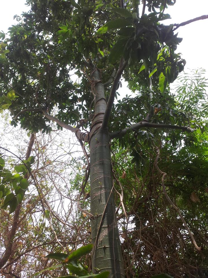 baum aus dem sudan-Kapokbaum (Ceiba pentandra) · Pflanzenbestimmung &  Pflanzensuche · GREEN24 Pflanzen & Garten Forum