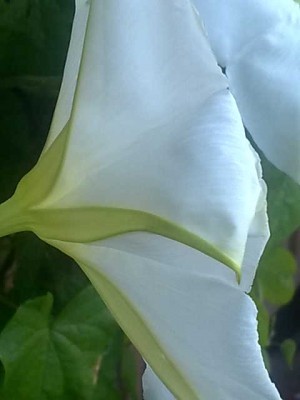 Ipomoea alba-4.jpg