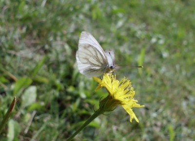DSCI0978.JPG