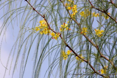 Baum 2.jpg