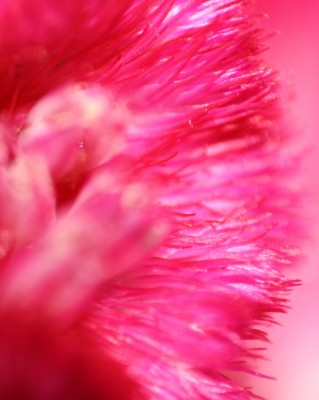 Celosia 1 22.08.13.jpg