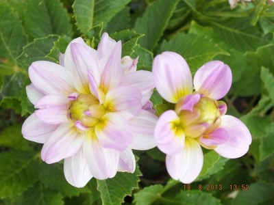 Kürbisse, Dahlie 2013 August 027 Twillight Time.jpg