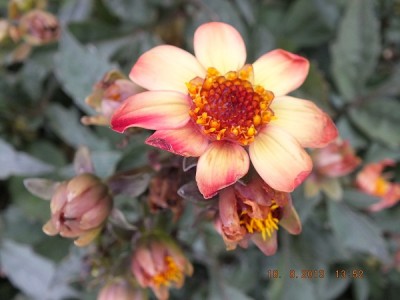 Kürbisse, Dahlie 2013 August 025 Dark Angel.jpg