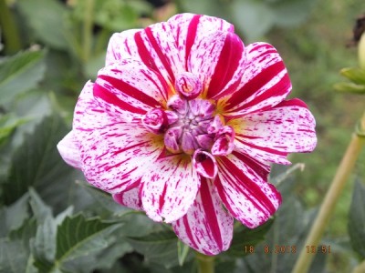 Kürbisse, Dahlie 2013 August 024 Powers Future.jpg