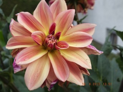 Kürbisse, Dahlie 2013 August 023 Happy Butterfly.jpg