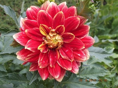 Kürbisse, Dahlie 2013 August 016 Caballero.jpg