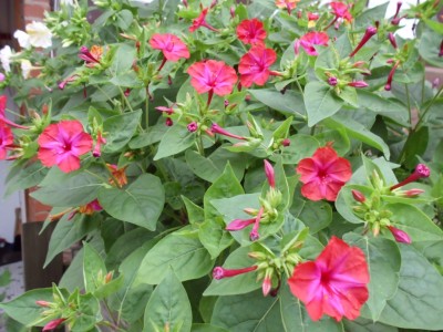 DSCI0996.JPG