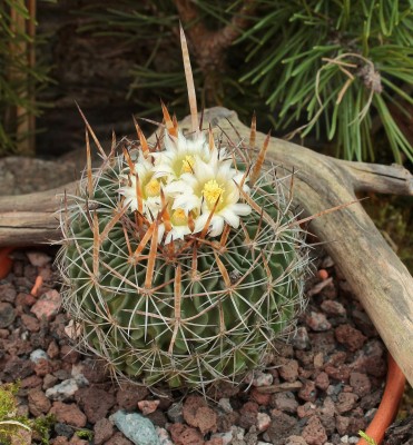 Stenocactus lamellosus 2010-302 (3).jpg