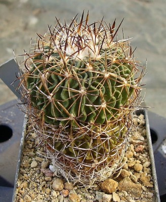 Stenocactus lamellosus 2010-302 (2).jpg